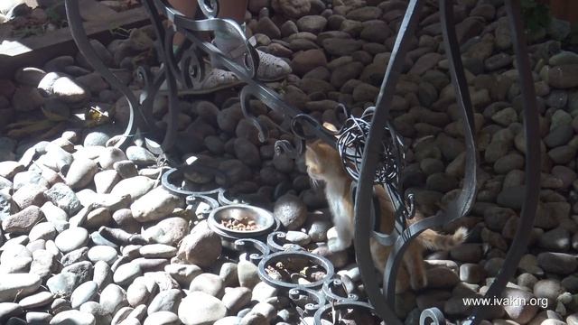 Зеленоградск и Куршская Коса смотреть онлайн