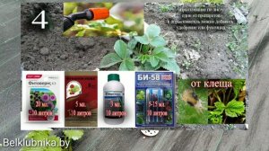 Чем обработать ?КЛУБНИКУ? от клеща, от трипса, от вредителей и болезней. Belklubnika.by