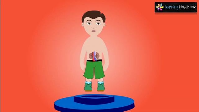 Internal Body Parts And Their Functions || Internal Organs Of The Body || Class 4 EVS