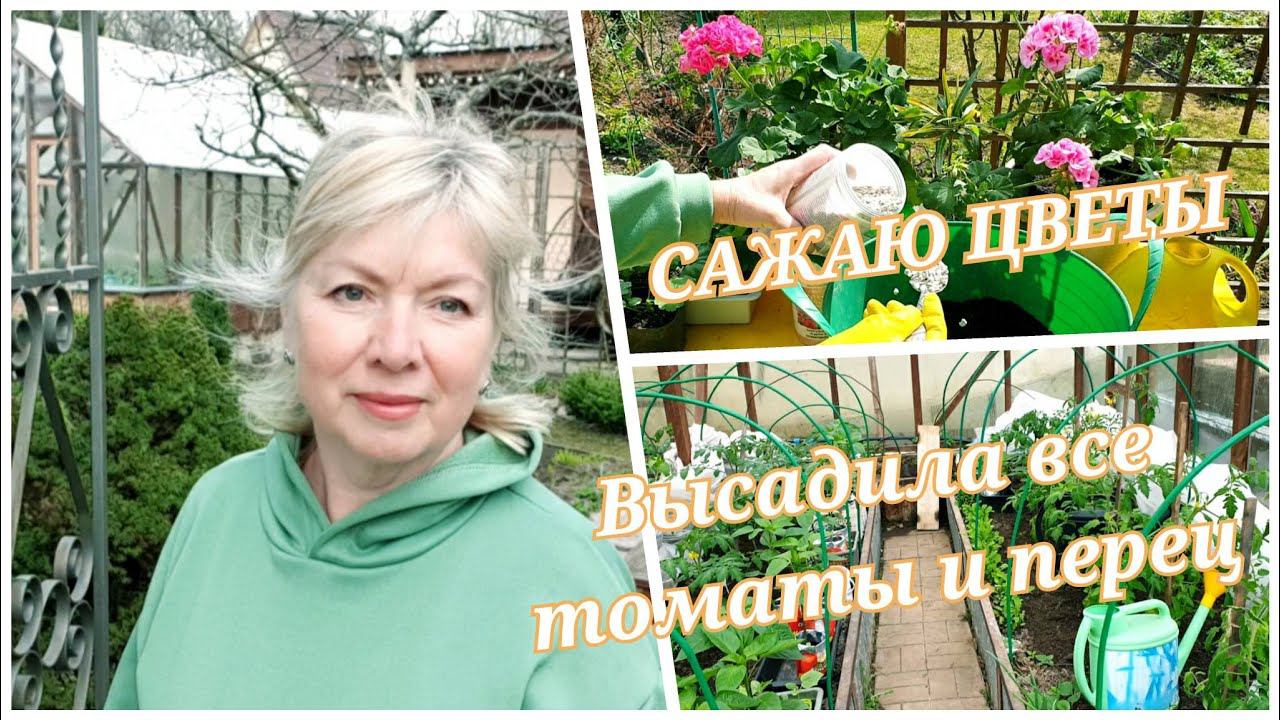 Тепла не дождалась ВЫСАДИЛА ВСЕ ТОМАТЫ и ПЕРЕЦ. ЦВЕТЫ САЖАЮ по новому смотреть онлайн