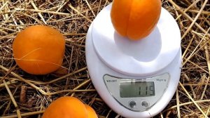 Абрикос Космос (apricot Cosmos). Новый, очень ранний сорт с большими плодами и отличным вкусом!