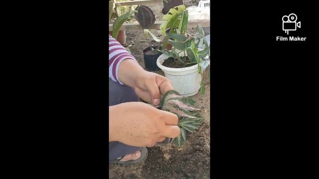 Yes,propagating one leafer Passiflora Trifasciata a.k.a"Duck's Feet"is possible in a disposable cup смотреть онлайн