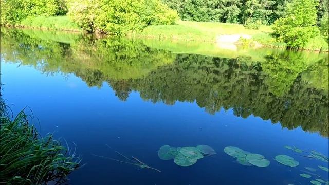 Рыбалка у дома в начале июня!Наловил Плотвы и Густеры на гороховое тесто! смотреть онлайн