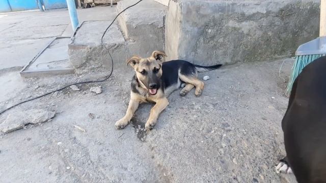 Люди продолжают выбрасывать собак на трассу ‼️‼️ смотреть онлайн