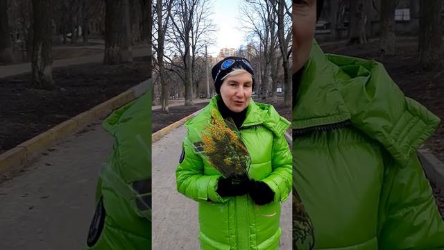 Мимоза,как символ 8 Марта!!! смотреть онлайн