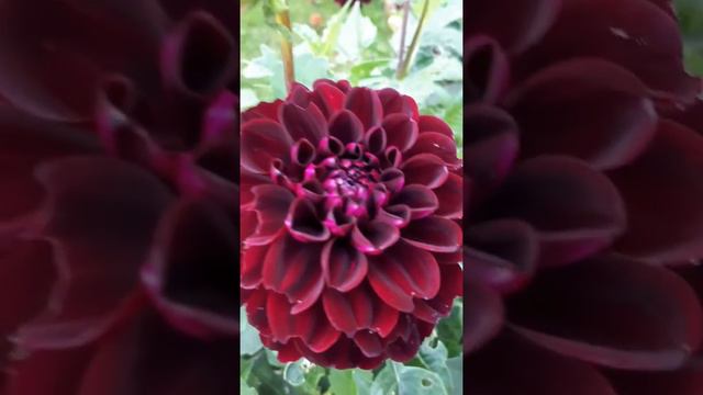 Meet Dark spirit Dahlia and Art gallery Dahlia смотреть онлайн