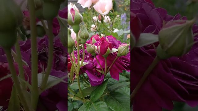 Роза Пурпл Лодж(Сиреневый домик)💜, очень красивый шраб с необыкновенным цветом.💜💜💜🌹 смотреть онлайн