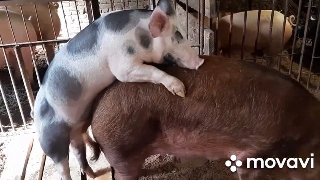 Порода свиней Кантор! Начинаем производить Кантора. смотреть онлайн