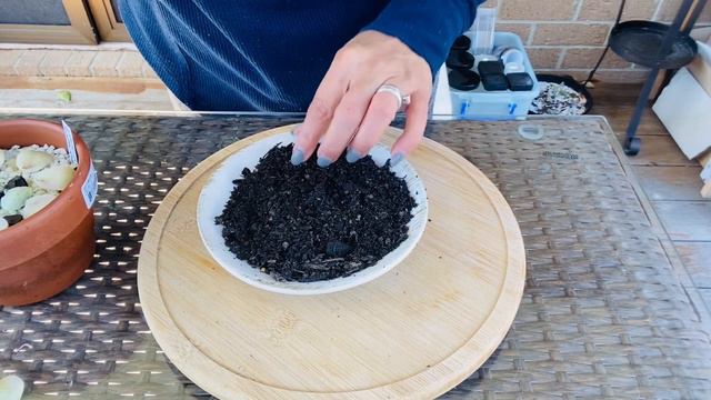 REPOTTING AND PROPAGATING GRAPTOVERIA LOVELY ROSE AND EVHEVERIA BLUE BIRD #succulents