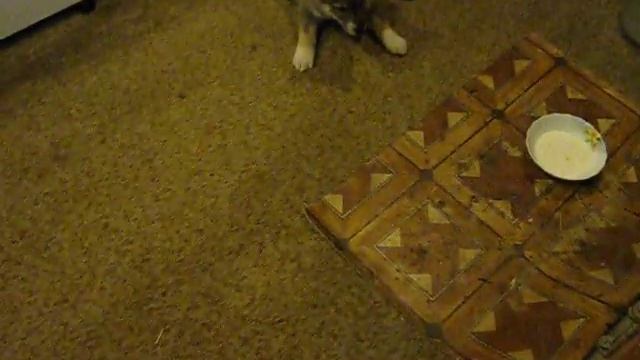 Алиментный щенок западносибирской лайки 2 смотреть онлайн