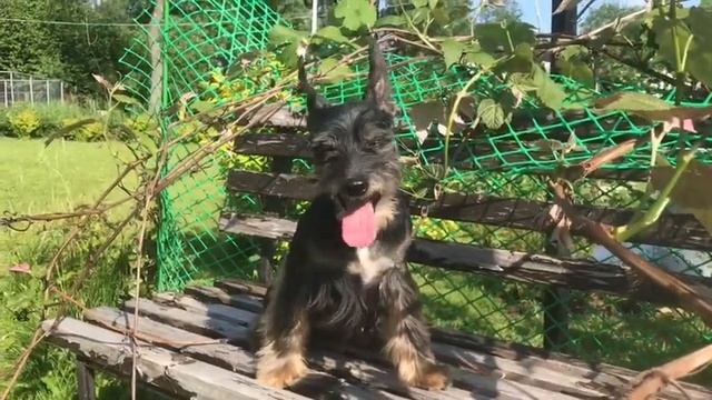 Китайский хохлатый шнауцер смотреть онлайн