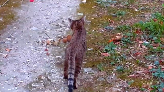 Черно-белый котик защищал свою территорию, всех разогнал. смотреть онлайн