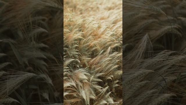 Высокие Частоты.Медитация.Грядущий Царь.Грядущий Правитель смотреть онлайн