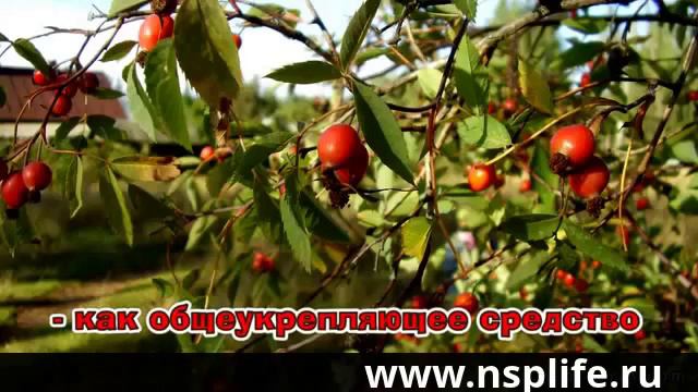 Железо хелат Iron Chelate от NSP YouTube 360p смотреть онлайн