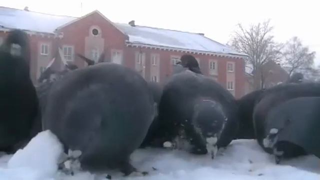 Меценат года - Анатолий Шульгин смотреть онлайн