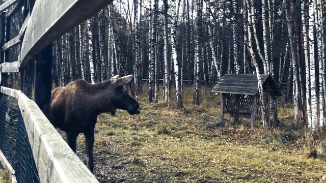 Знакомьтесь: лосихи Марго и Катя, они временно живут в одном вольере. смотреть онлайн