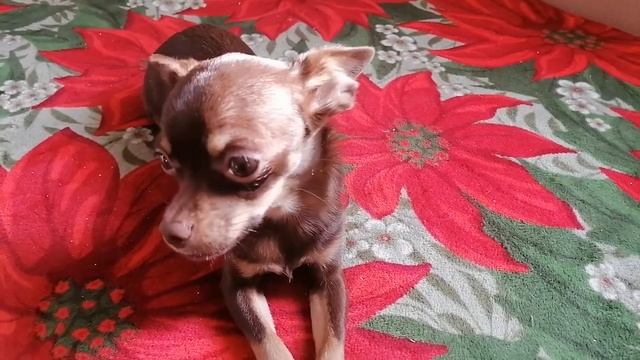 Карликовый пёсик Берта. Разведение Той Терьеров смотреть онлайн