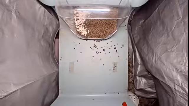 Интерактивный стрим кошачьих кормушек!!! смотреть онлайн