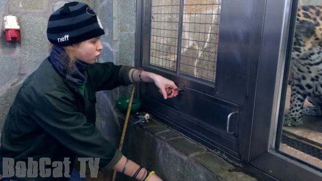 ДЕЙСТВИТЕЛЬНО БОЛЬШИЕ КОШКИ! Часть 1. Пумы, львы, ягуары ... смотреть онлайн