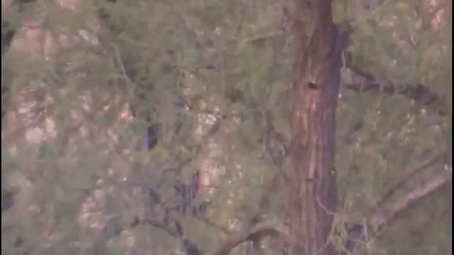 24,04,15, Скворец занял дупло дятла и голосует для самок4 смотреть онлайн