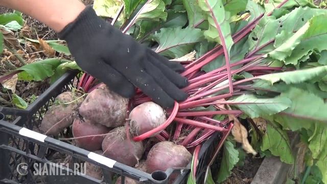 Свекла: выращивание рассадой через 15 или 20 см смотреть онлайн