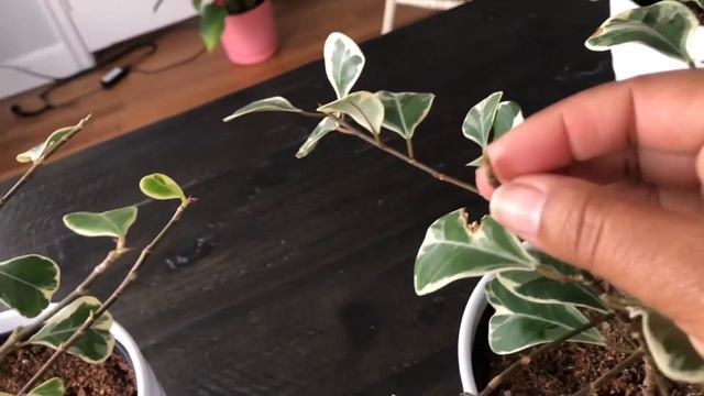 FICUS TRIANGULARIS VARIEGATA UPDATE
