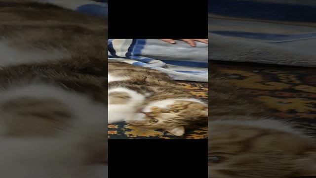 Домашний любимец Бантик с кликухой МУРЛО смотреть онлайн