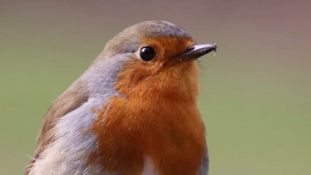 Peaceful Relaxing Instrumental Music, Quiet Meditation Music "Birds of Spring" by Tim Janis смотреть онлайн