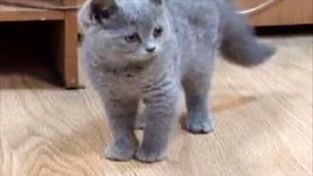 "Мы не будем доплачивать за него". Хозяева бросили котёнка в аэропорту и ушли навсегда смотреть онлайн