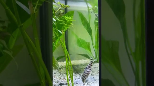 Боция мраморная ,совместимость. смотреть онлайн