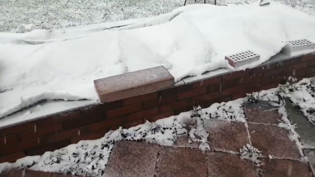 Как мы укрываем РОЗЫ в Сибири