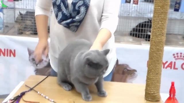 Скоттиш Страйт как Британец, Супер Классный Плюшевый Кот | ПОРОДЫ КОШЕК смотреть онлайн