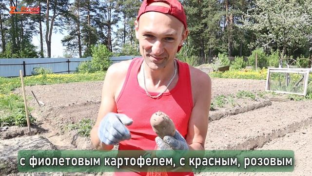 Сажаем картошку правильно: Показываем наш способ посадки, дающий богатый урожай смотреть онлайн