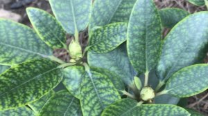 Хлороз Рододендронов и как его лечить