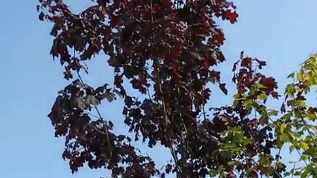 Саженцы клена крастного смотреть онлайн