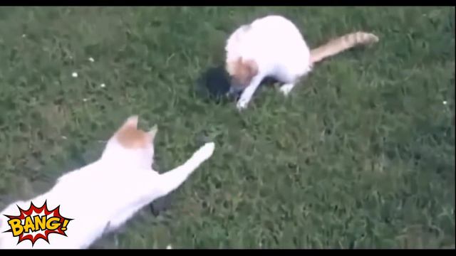 САМОЕ УЛЕТНОЕ ВИДЕО с котами 2018 Приколы с котами смотреть онлайн