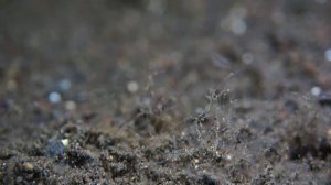 #осьминог #octopus #дайвинг   Кокосовый осьминог.