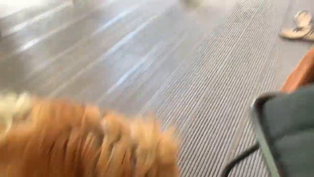 Кошачьи приключения в пустыне