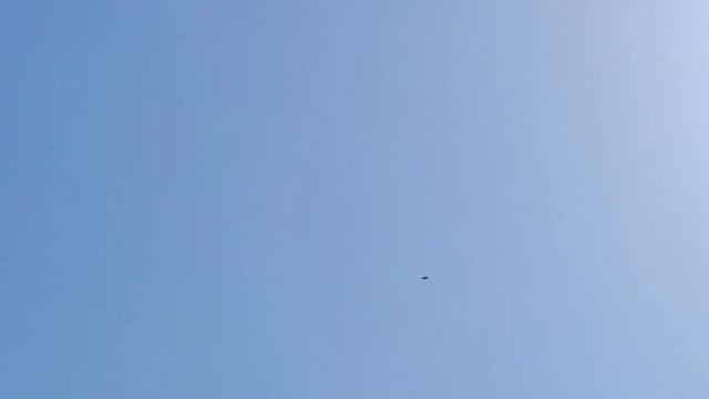 Голуби и серый негодяй(Ястреб Тетеревятник)Doves And The Gray Scoundrel (Goshawk)