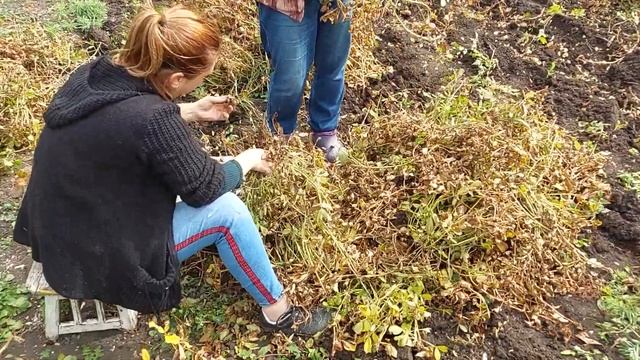 Выращивание и уборка арахиса, советы, как вырастить арахис просто смотреть онлайн