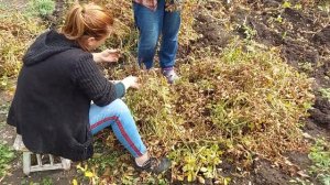 Выращивание и уборка арахиса, советы, как вырастить арахис просто