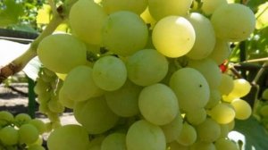 Виноград Ванюша -  описание