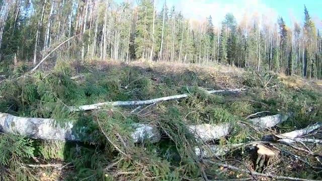 ЗАГОТОВКА ЛЕСА (11) смотреть онлайн