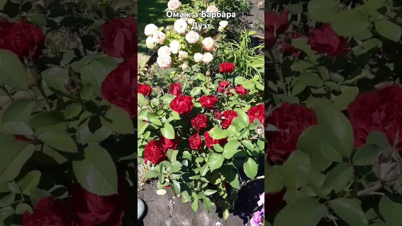 Омаж а Барбара Дуэт #розы смотреть онлайн