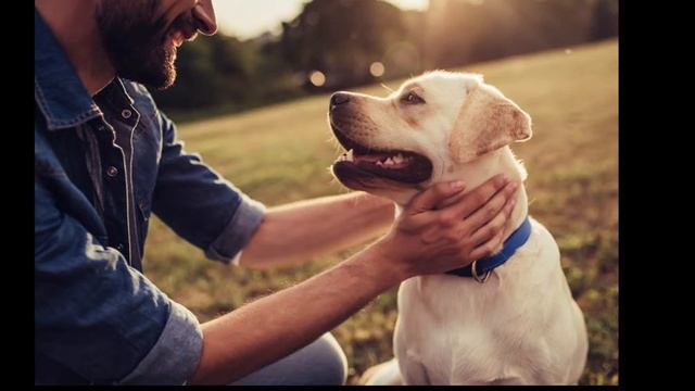 Стих Валентина Гафта "От чего так предан пёс" смотреть онлайн