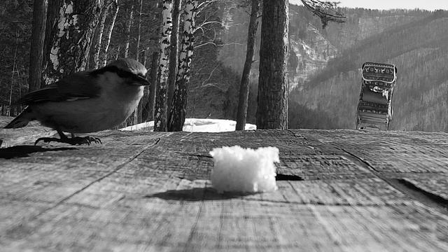 Кормим поползней смотреть онлайн