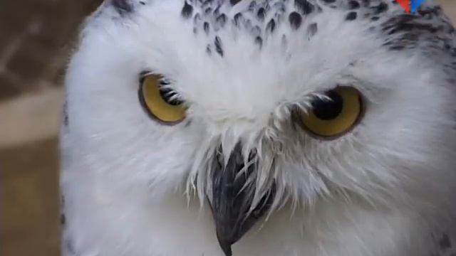 Экоцентр ждет всех в гости смотреть онлайн