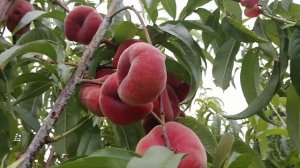 Инжирный персик УФО-2. peach UFO-2. Ранняя сладость. Обзор от Макси Сад