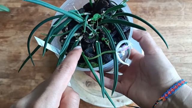 Leptotes Bicolor Orchid Care