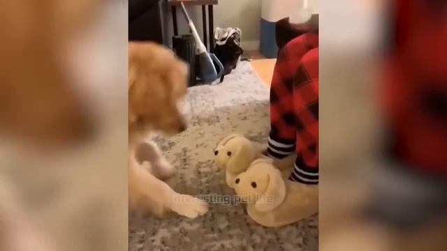 Приколы с животными, 2022